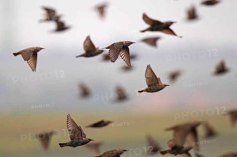 Common Starling (Sturnus vulgaris) group flying, Rhineland-Palatinate, Germany