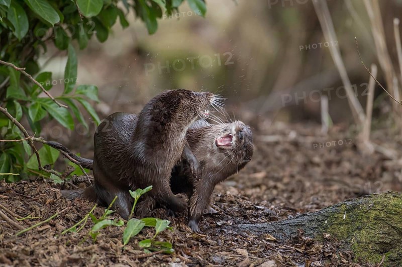 European otter (Lutra lutra) two juvenile young cubs playing on a river bank, Norfolk, England, United Kingdom