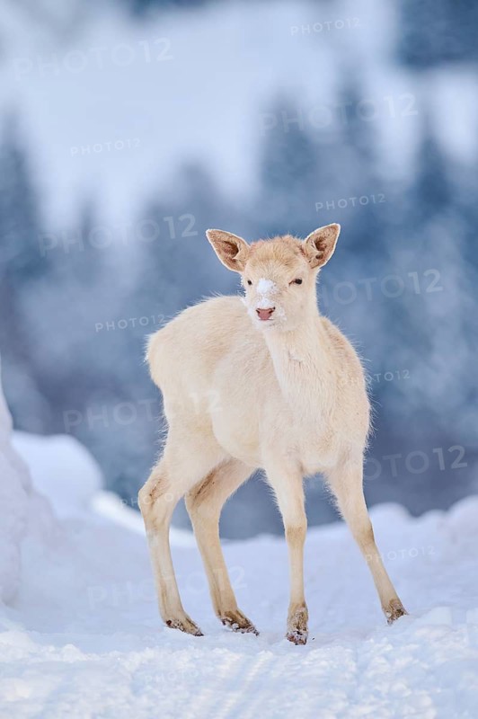 European fallow deer (Dama dama) doe fawn on a snowy meadow in the mountains in tirol, Kitzbühel, Wildpark Aurach, Austria