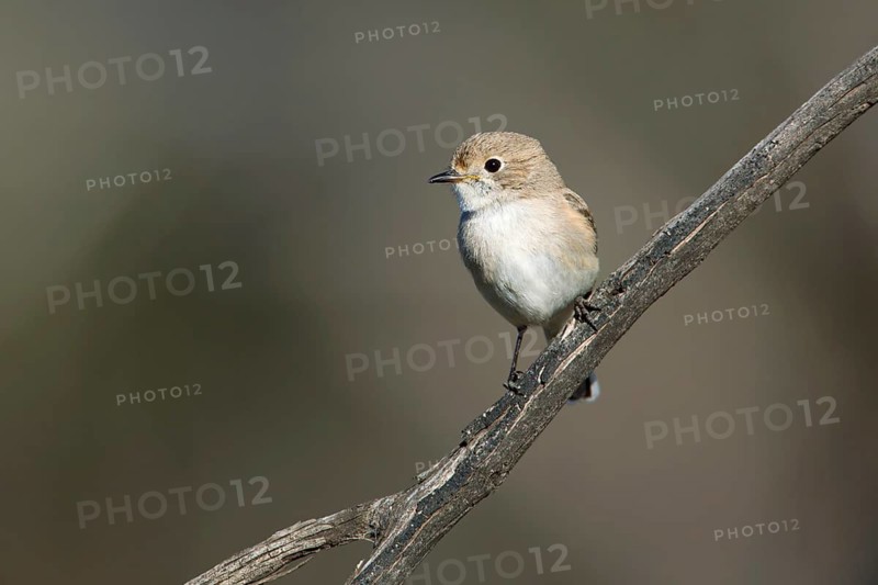 Red-capped Robin (Petroica goodenovii) female, Victoria, Australia