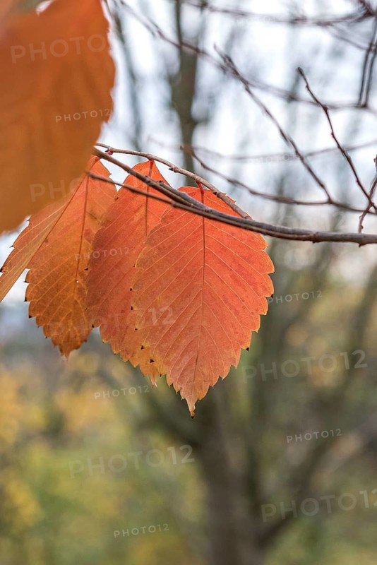 Zelkova serrata (Zelkova serrata 'Goblin'), New Botanical Garden, Czech Republic