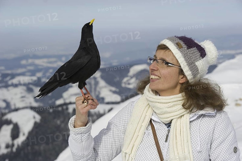 Alpine Chough (Pyrrhocorax graculus), Bavaria, Germany