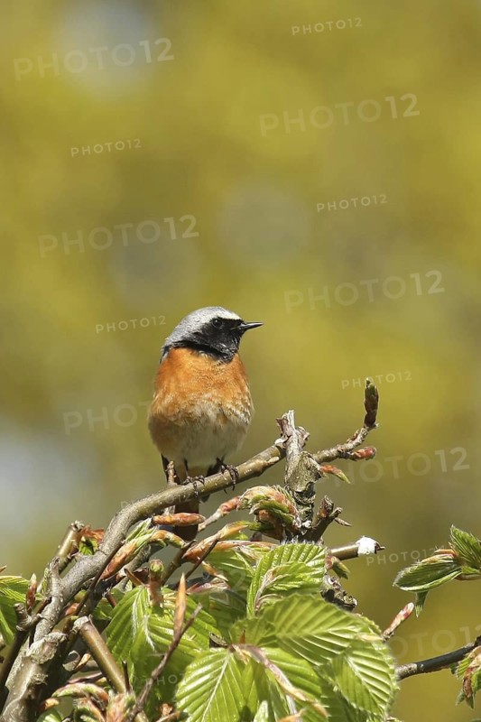 Common Redstart (Phoenicurus phoenicurus) male, Lower Saxony, Germany