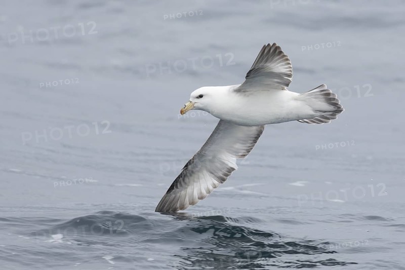 Northern Fulmar (Fulmarus glacialis) flying, Alaska, USA