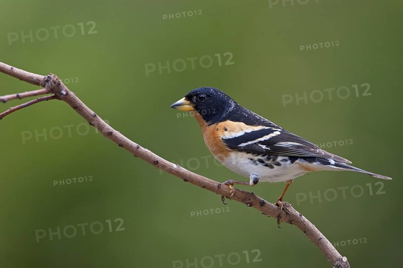 Brambling (Fringilla montifringilla) male, Brandenburg, Germany