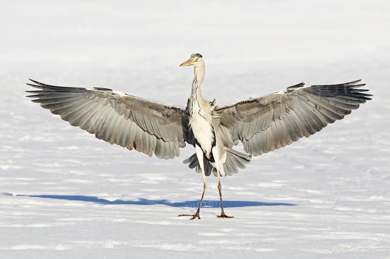 Grey Heron (Ardea cinerea), Berlin, Germany
