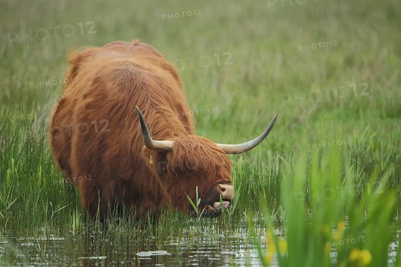 Highland cattle (Bos primigenius), animal husbandry, long shaggy coat, standing water, Nationaal Park Duinen, Texel, North Holland, Netherlands