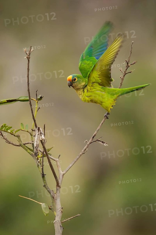 Peach-fronted Parakeet (Eupsittula aurea) in the Pantalal region of Brazil
