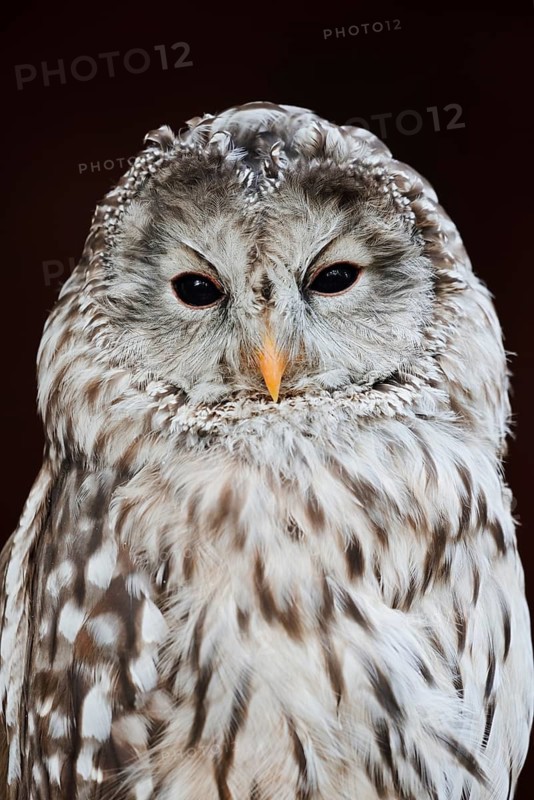 Ural owl (Strix uralensis), portrait, Bavarian Forest, Germany