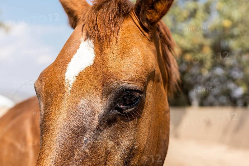 A close up image of a young foal showcasing its soft brown coat and a striking white blaze on its forehead. The background features a natural outdoor setting