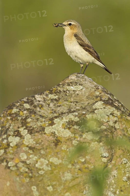 Northern Wheatear (Oenanthe oenanthe) female, Rhineland-Palatinate, Germany