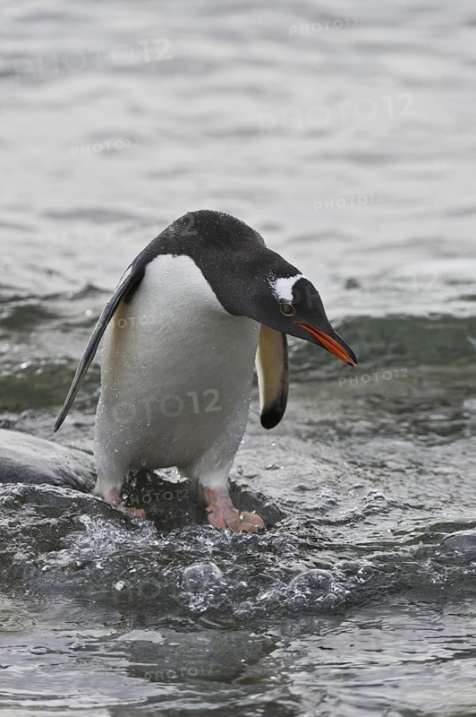 Gentoo Penguin (Pygoscelis papua), Antarctica