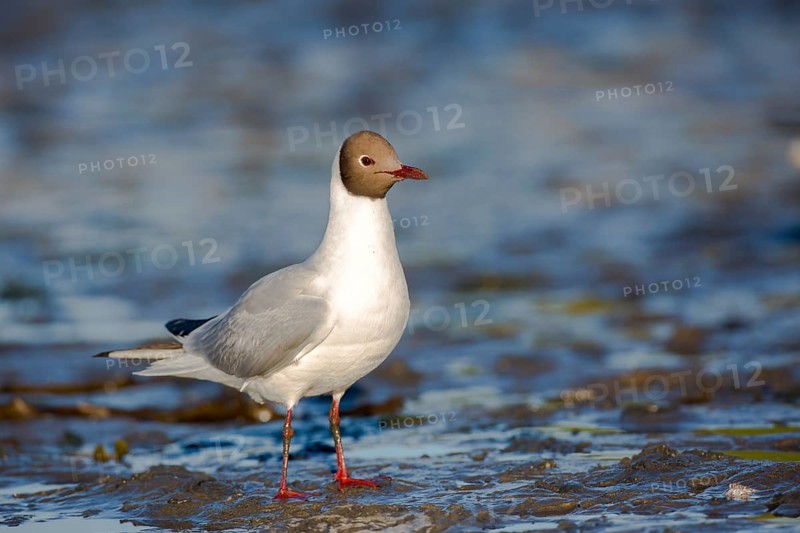 Black-headed Gull (Chroicocephalus ridibundus), Seahouses, United Kingdom