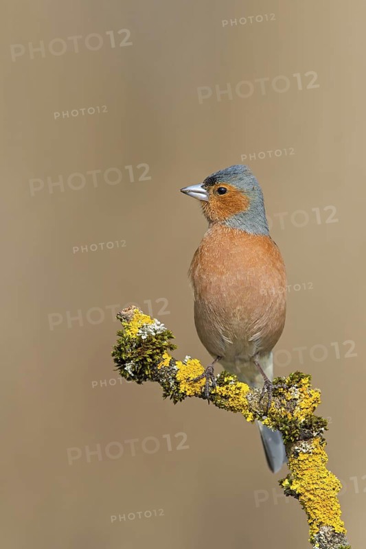 Chaffinch, (Fringilla coelebs), animals, birds, songbird, finch family, perch, biotope, habitat, Beindersheim, Bad Dürkheim district, Rhineland-Palatinate, Federal Republic of Germany