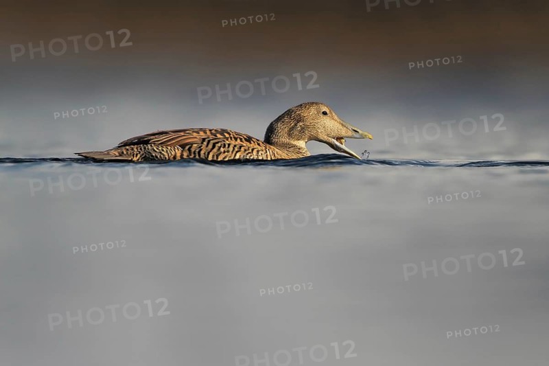 Common Eider (Somateria mollissima) female, Rapperswil, Switzerland