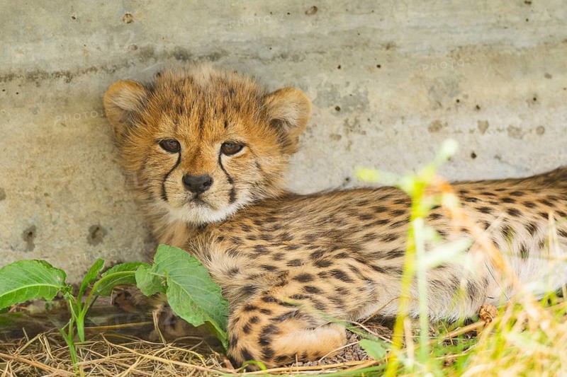 Cheetah (Acinonyx jubatus) youngster, portrait, captive, occurrence Africa
