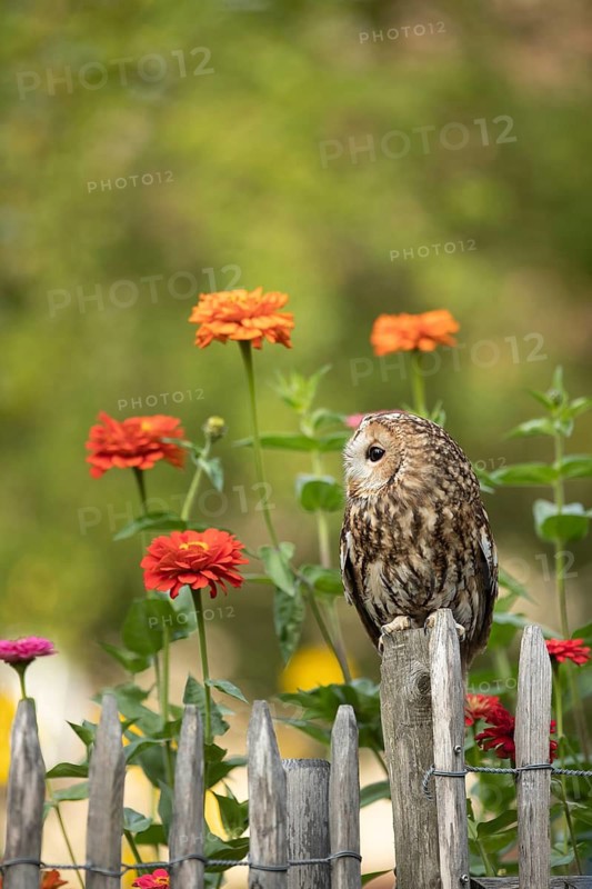 Tawny Owl (Strix aluco) perched on a fence, captive, Germany