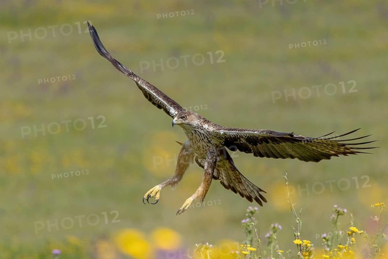 Bonelli's eagle (Aquila fasciata), in flight, Andalusia, Spain