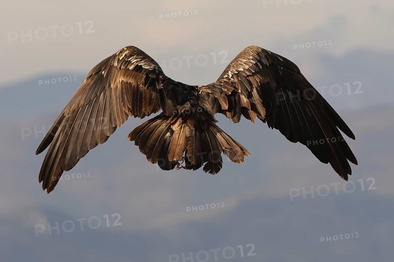 Magnificent young bearded vulture soaring over the Pyrenees, showcasing the bird's expansive wingspan and distinct feather patterns against a serene mountain backdrop