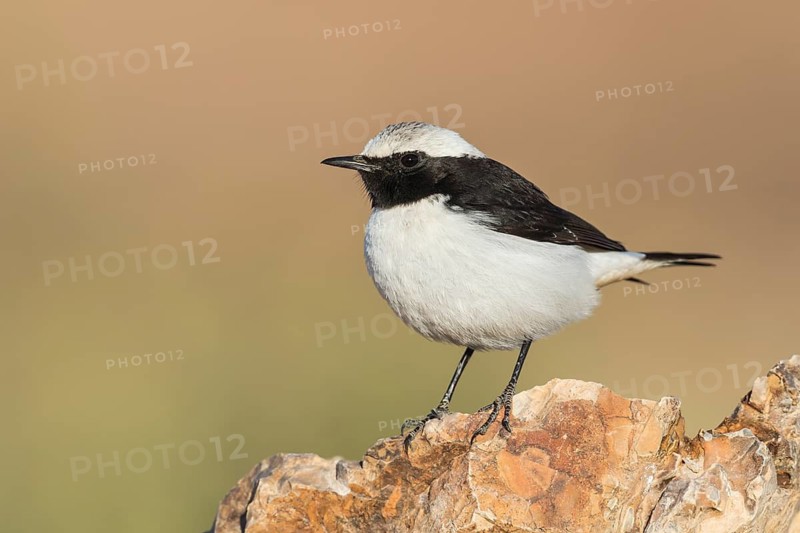 Mourning Wheatear (Oenanthe lugens) male, Eilat, Israel