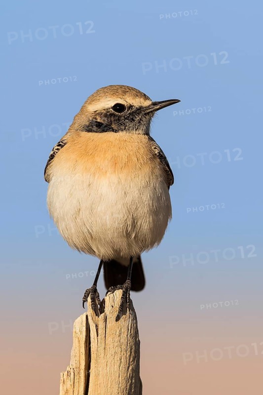 Desert Wheatear (Oenanthe deserti homochroa) male, Eilat, Israel
