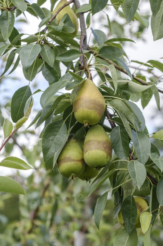 Pear (Pyrus communis 'Progress'), Frost rings, Bundessorteamt, testing centre Wurzen, Wurzen, Saxony, Germany