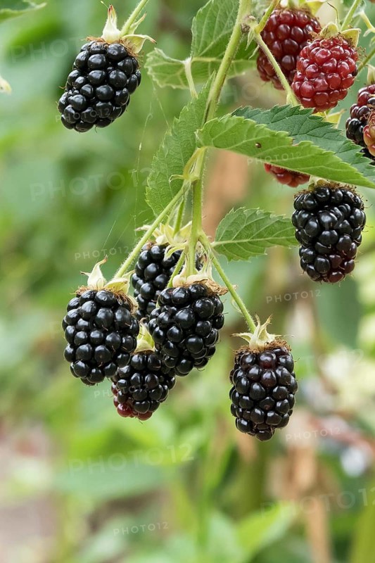 Spikeless blackberry (Rubus fruticosus 'Loch Tay'), Weihenstephan Gardens, Germany