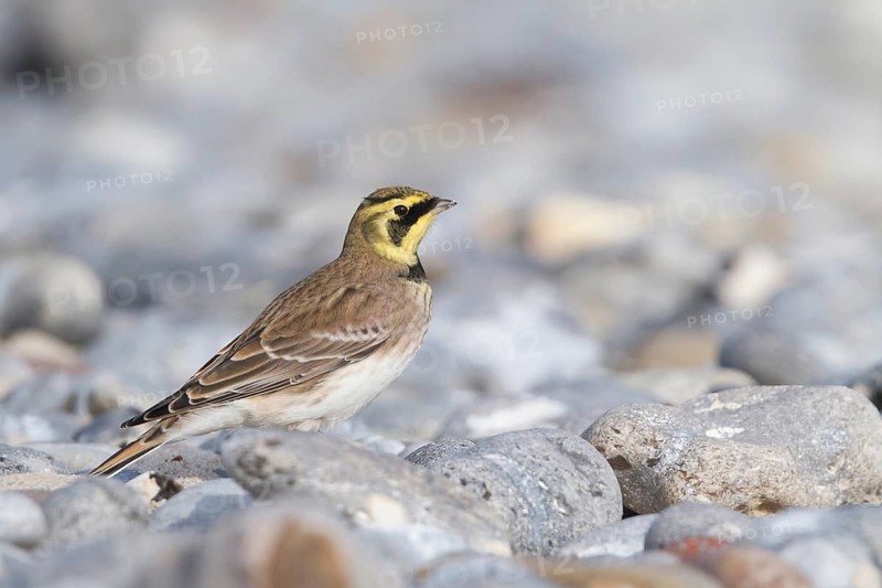 Horned Lark - Ohrenlerche - Eremophila alpestris flava, Germany