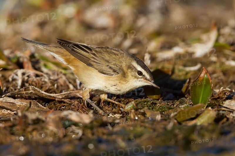 Sedge Warbler - Schilfrohrsänger - Acrocephalus schoenobaenus, Morocco