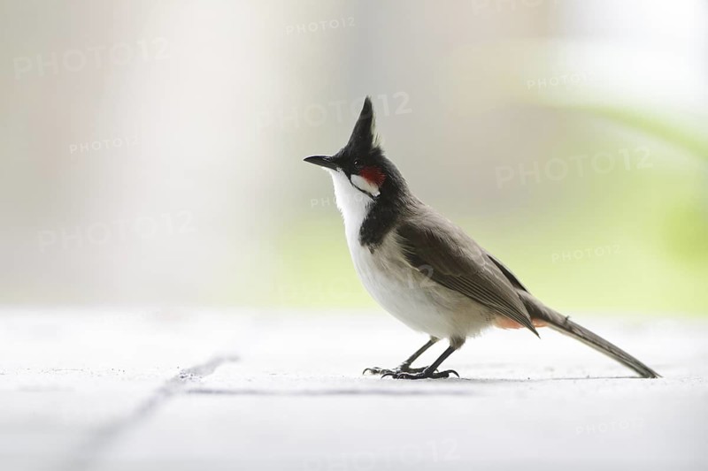Red-whiskered Bulbul (Pycnonotus jocosus), Mauritius