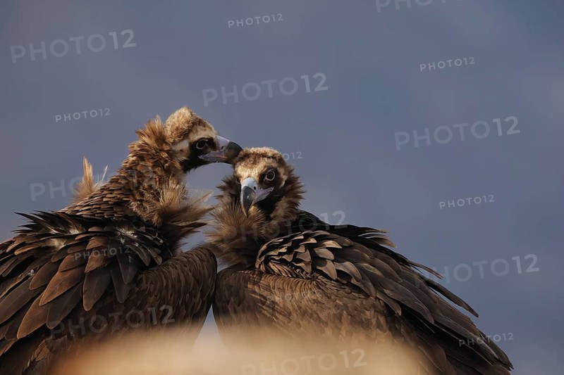 In a heartwarming display, two Cinereous vultures share a tender moment, nuzzling gently under a soft sky backdrop