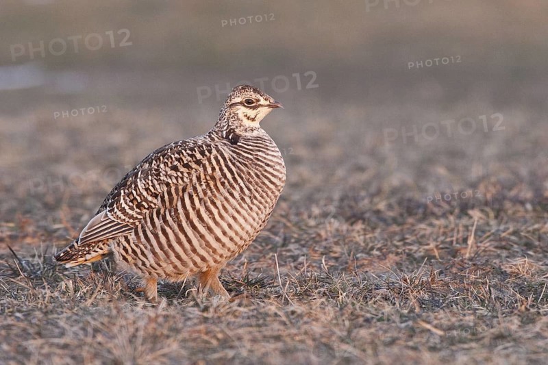 Greater Prairie Chicken (Tympanuchus cupido) female, Wisconsin, USA