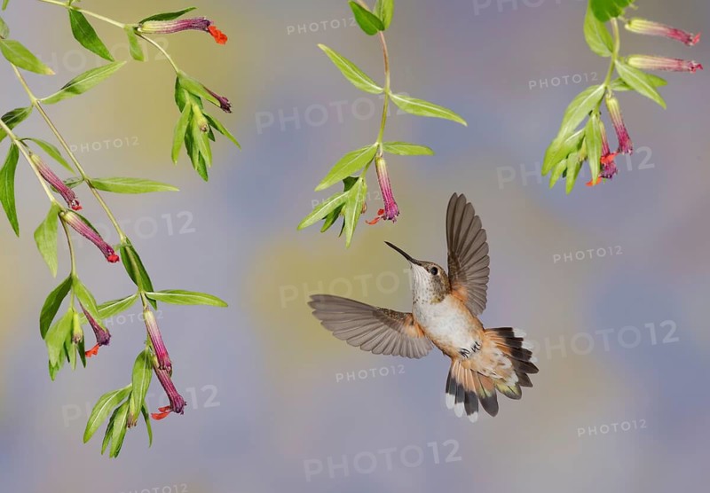 Rufous Hummingbird (Selasphorus rufus) flying while feeding at flower nectar, Texas, USA
