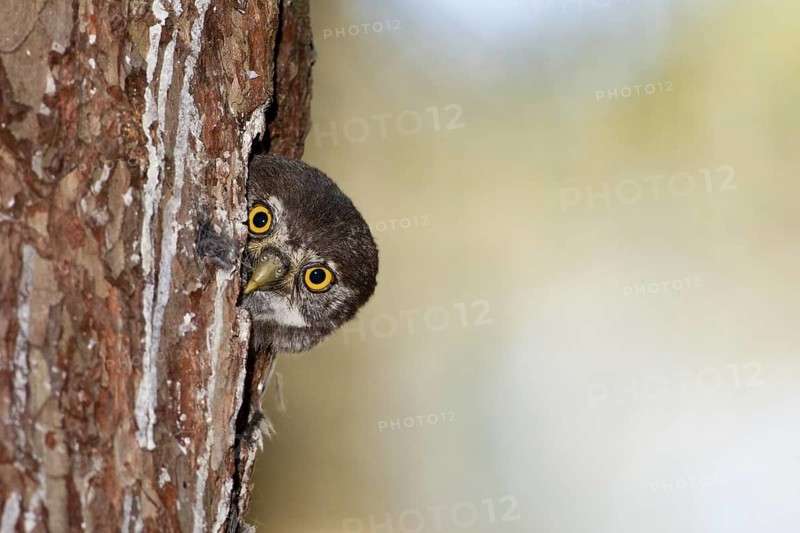 Eurasian Pygmy Owl (Glaucidium passerinum) juvenile, Bavaria, Germany