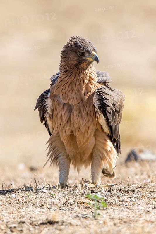Bonelli's Eagle (Aquila fasciata) juvenile on ground, Andalusia, Spain