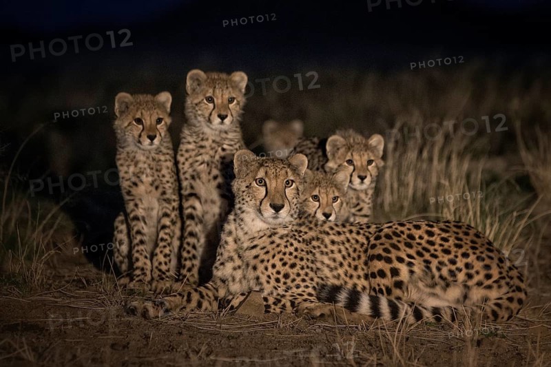 Cheetah (Acinonyx jubatus) mother with cubs at night, Philippolis, South Africa