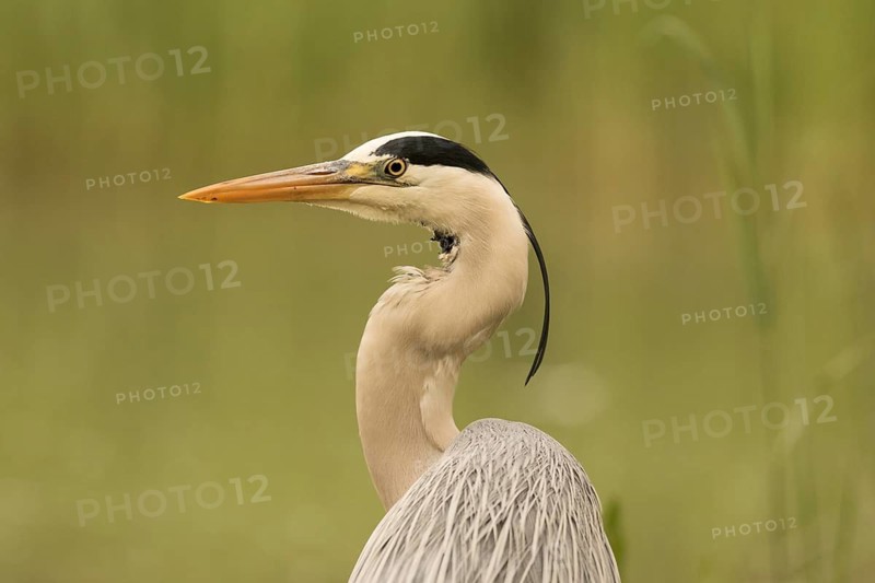 Grey Heron (Ardea cinerea), Serbia