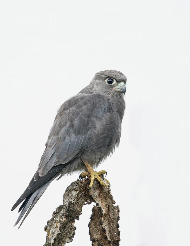 Grey Kestrel (Falco ardosiaceus), Uganda