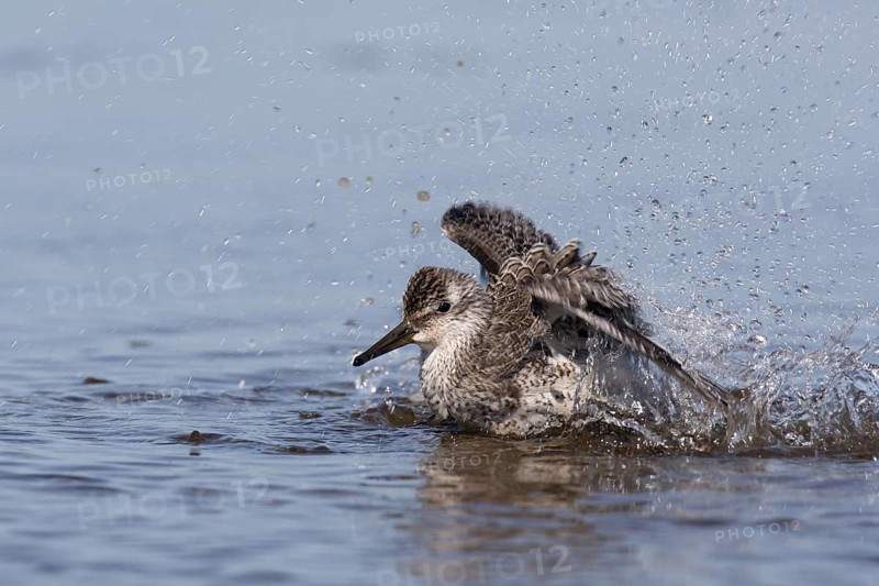Red Knot (Calidris canutus) bathing, Lower Saxony, Germany