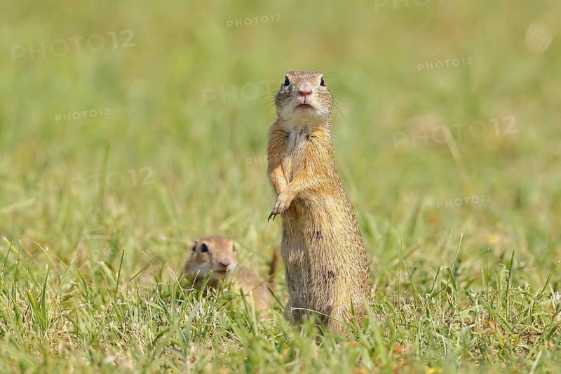 European ground squirrel (Spermophilus citellus) standing upright in a meadow, Burgenland Austria