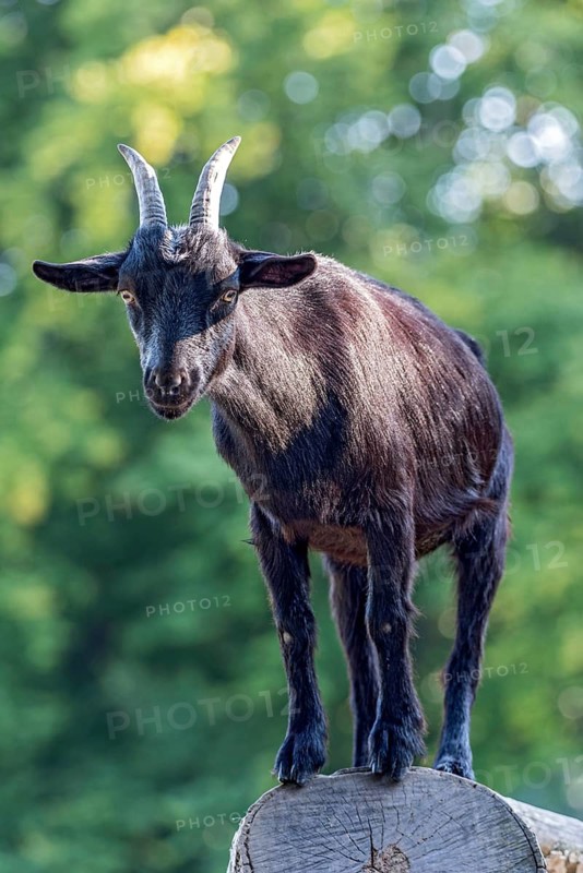 Pygmy goat (Capra aegagrus hircus), shiny black coat, climbing on the trunk of a felled birch tree and looking down into the camera, animal portrait, Poing Wildlife Park, Upper Bavaria, Bavaria, Germany