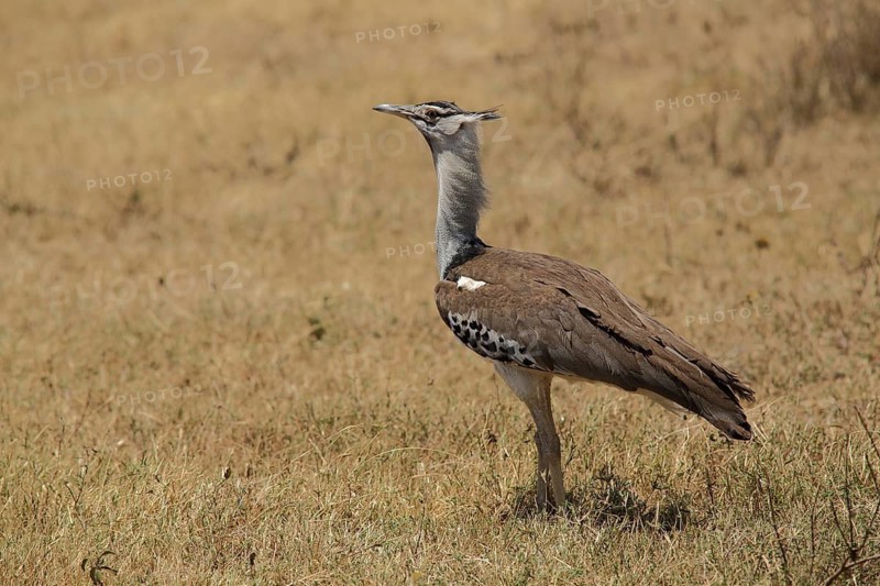 Giant bustard (Ardeotis kori), Ngorongoro Crater, Serengeti, Tanzania, East Africa