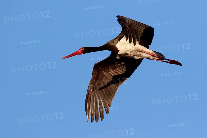Black Stork (Ciconia nigra) flying, Greece