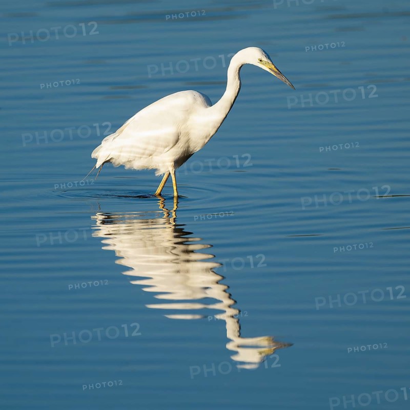 Great White Egret (Ardea alba) foraging in the shallow water zone of a lake, blue water, Lower Saxony, Germany