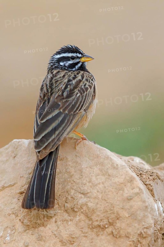 Mountain bunting, (Emberiza tahapisi), songbird, African bunting species, Ayn Tobroq and Ayn Athum junction, Salalah, Dhofar, Oman