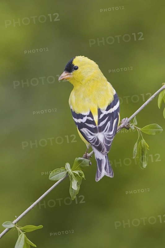 American Goldfinch (Spinus tristis) male, British Columbia, Canada