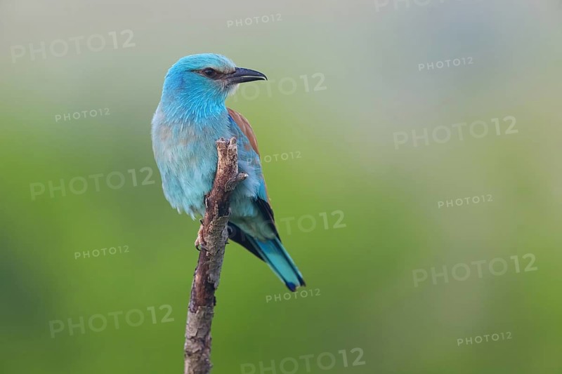 European roller (Coracias garrulus), on perch, Tower Hide, Tiszaalpár, Kiskunsági National Park, Bács-Kiskun, Hungary
