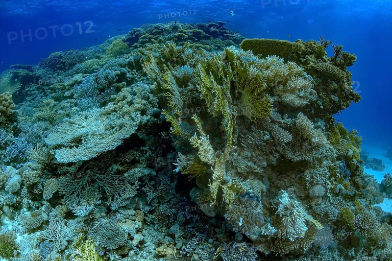 Lush coral reef under the ocean vivid with various species of marine flora against a deep blue water background