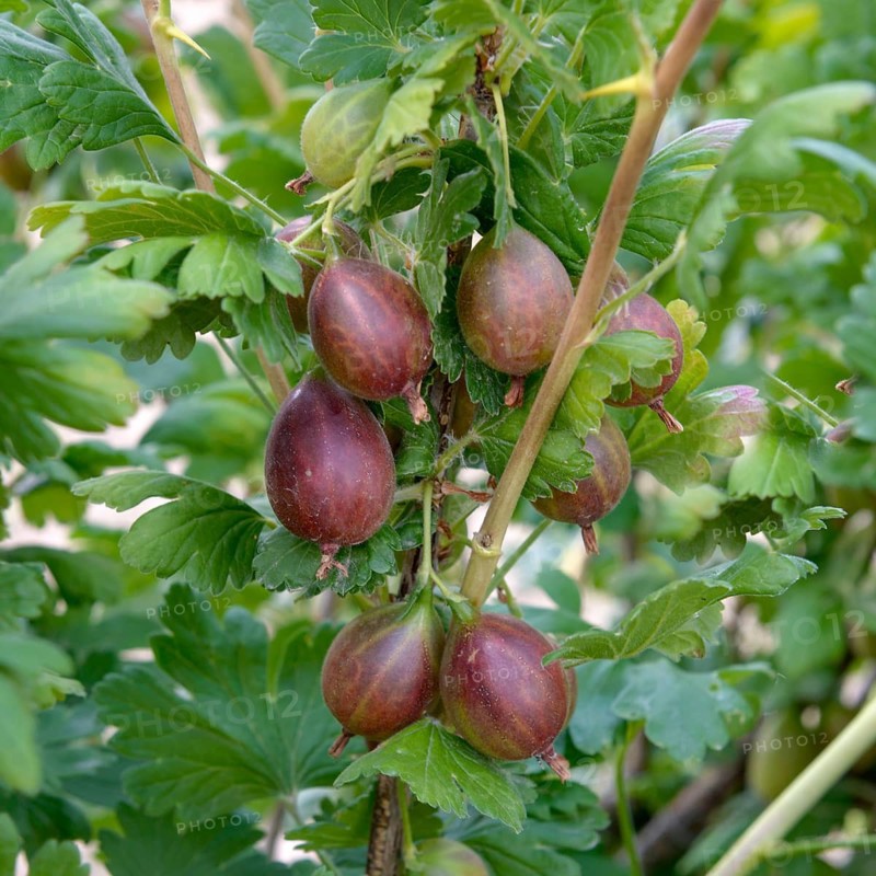 Gooseberry (Ribes uva-crispa 'Relina'),  Germany