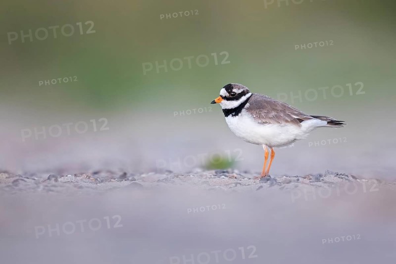 Common Ringed Plover (Charadrius hiaticula), Texel, Netherlands